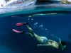 snorkling-aristocat.jpg