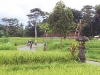 ubud cycling 2