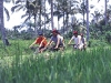 ubud cycling 3