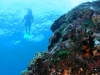snorkling-bali-hai-cruise-1.jpg