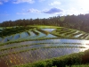 dps-bali-rice-terraces-near-pupuan-1-b.jpg