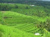 jatiluwih.jpg