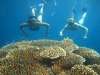snorkeling-menjangan-3